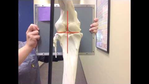 How to Radiograph a Caudocranial Stifle View on a Horse