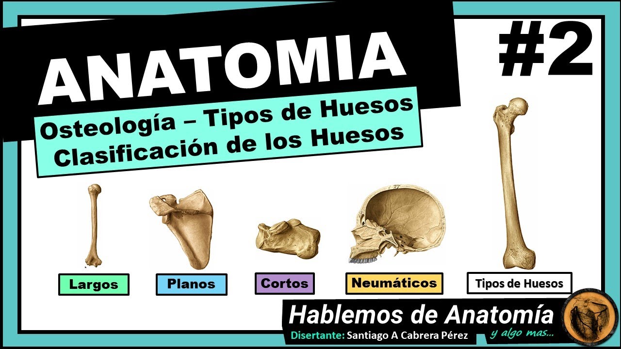 identificación asignar Cita 🔴#2 👉 ANATOMÍA 🟩 OSTEOLOGIA 🟪 TIPOS DE HUESOS 🟥 FUNCIONES DE LOS HUESOS  - YouTube