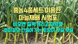 흥농4종세트를 이용한  마늘 재배 시범포 비 오면 질퍽거리고 마르면 호미 끝도 안 들어가는 토양이 부슬 부슬.