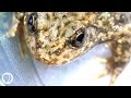 Can the Frog Apocalypse be Stopped by a New "Vaccine" ? | Deep Look