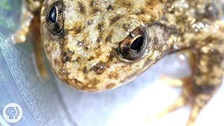 Can the Frog Apocalypse be Stopped by a New "Vaccine" ? | Deep Look