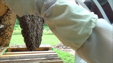 Top bar hive split pt3