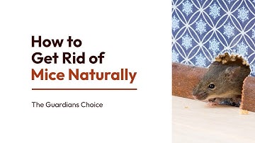 3 Ways to Get Rid of Mice Naturally | How to Get Rid of Mice Naturally | The Guardian