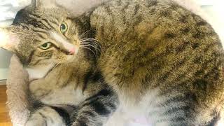 Adorable cat purring loudly by JOANNA AUD 735 views 2 months ago 14 seconds