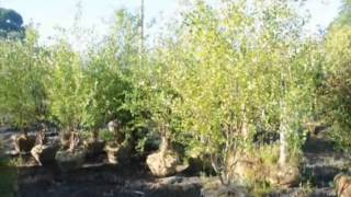 Offering Exfoliating Betula Nigra Reading Pa Craigslist Add