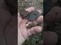 ВОТ ЭТО РЕАЛЬНО УДАЧА ДЛЯ ПОИСКОВИКА...!!! ПОЛЕВОЙ КОП,МЕТАЛЛОИСКАТЕЛЬ,МОНЕТЫ,КОП,SHORTS.