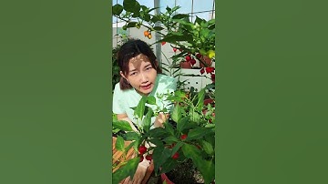 Ớt lồng đèn cho Ngày Tết!!#nhatrangsadec #trongrausanthuong #thuytrangsadec