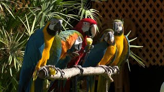 الببغاوات .. هوايةٌ تدفع العشريني نشأت لامتلاك العديد من أصنافها