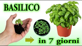BASILICO IN 7 GIORNI, BASIL seedling, plantulas de albahaca,  basilic