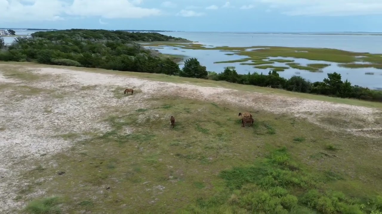 Wild horses ~ southern outer banks