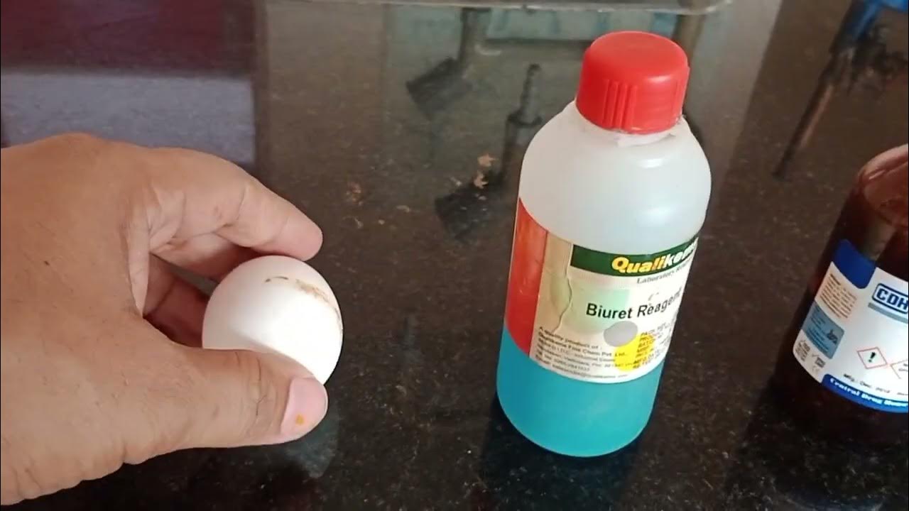 How to test Protein in Egg Albumin test for Protein Xanthoproteic test