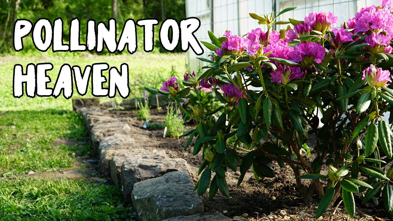 This POLLINATOR raised bed will TRANSFORM your garden! YouTube