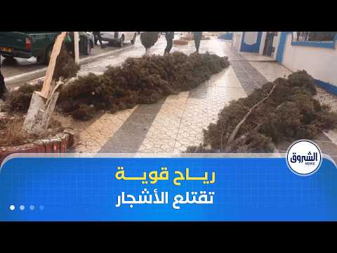 الرياح القوية تقتلع عشرات الأشجار في ولاية الجلفة دون تسجيل أية خسائر بشرية 