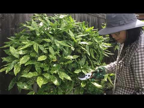 Video: Aucuba Japonica: Beskæring af japansk Aucuba-plante