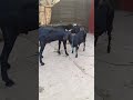 Who met all the friends, Goat Base, recorded the real life of the farmer  Female sheep13