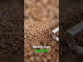 This Is Why Brazil Dominates Corn #trade #shorts