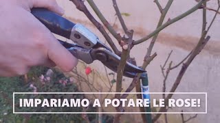 IMPARIAMO A POTARE LE ROSE!  Tutorial per la potatura del roseto  W&A Gardens: orto e giardino