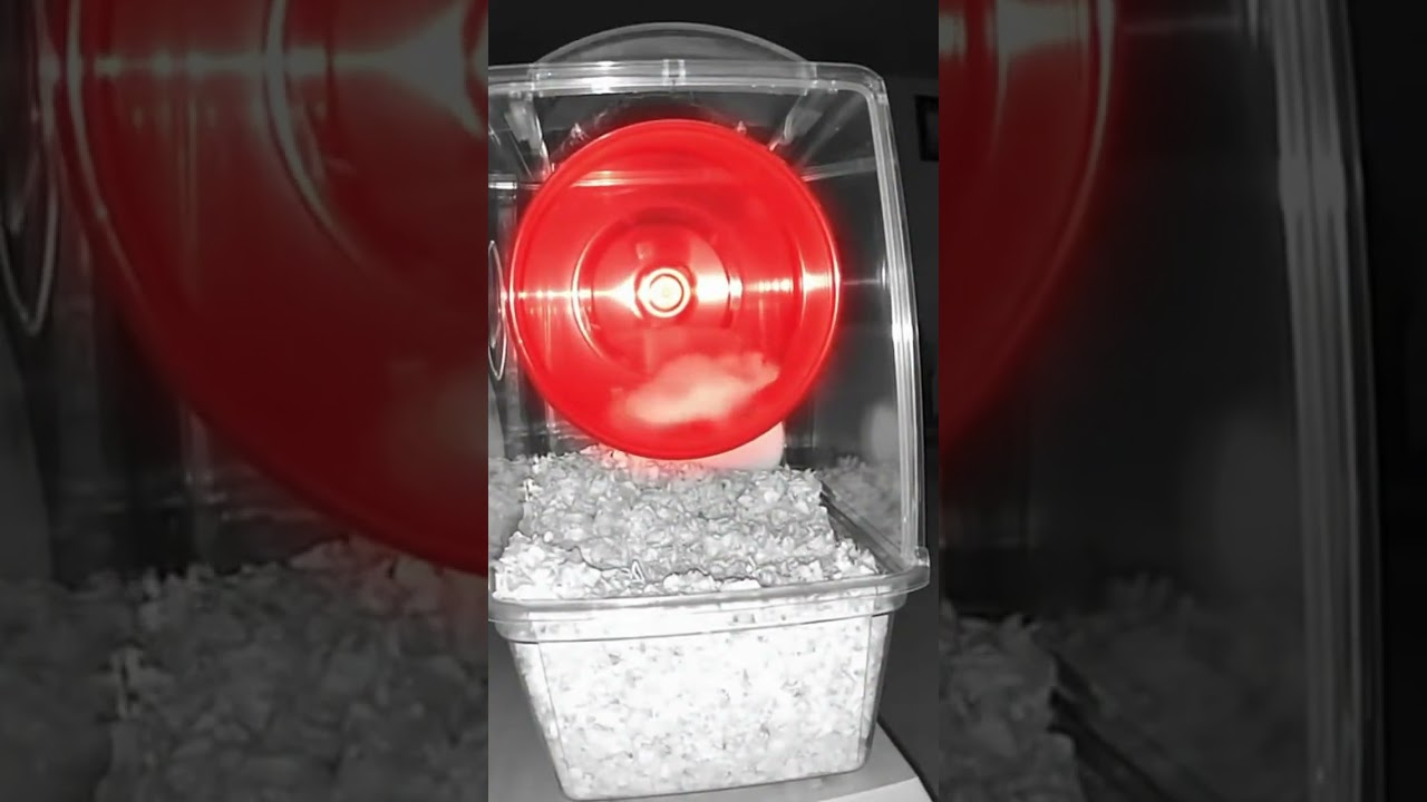 Hamster's Great Escape (Caught on Pet Cam)