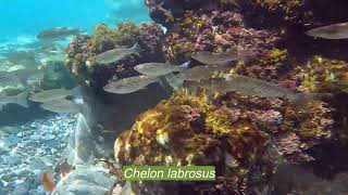 Download Lagu Sarpa salpa, Chelon labrosus, Diplodus cervinus and Thalassoma pavo MP3