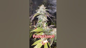 Let me know how i did! #shorts #loop