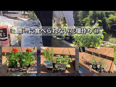 鹿に食べられない球根の選び方と植え方のコツ