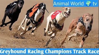 Greyhound Racing Champions Track Race #animalworldtv