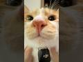 【癒しのニャン】たまらない可愛さに心が溶ける…🐾 最高の「ニャーン!」も炸裂!|DJI Mic Mini