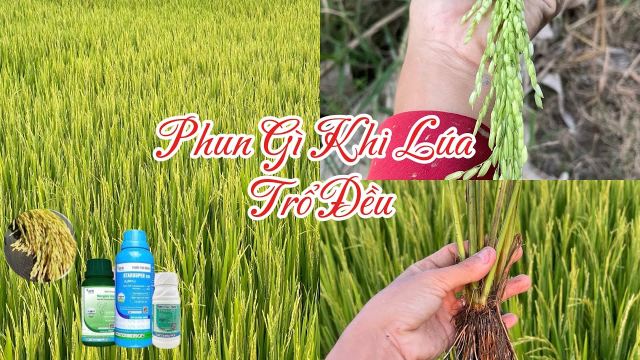 PHUN XỊT CỬ TRỔ ĐỀU - CÁCH HAY GIỮ VỮNG NĂNG SUẤT ĐÔNG XUÂN 2026