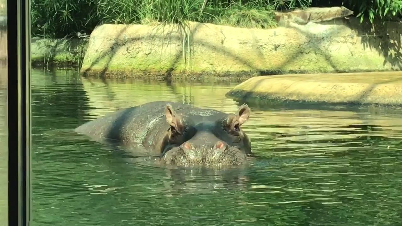 Berlin Zoo Hippos In The Pool YouTube