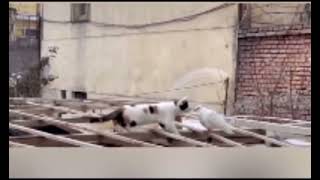 Kedi’den Güvercin’e Öpücük
