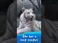 舌が長い ホワイティ Whitie Has A Long Tongue 舌が長い ホワイティ Whitie Has A Long Tongue