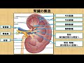 腎臓の解剖学に関する知識！？　～No .64 理学療法士国家試験対策　シリーズ～