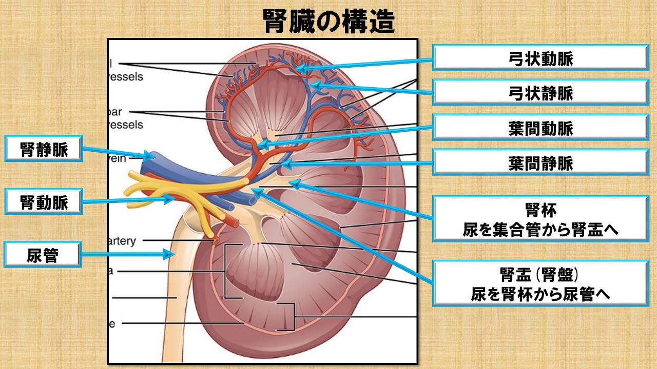 腎臓の解剖学に関する知識 No 64 理学療法士国家試験対策 シリーズ Youtube