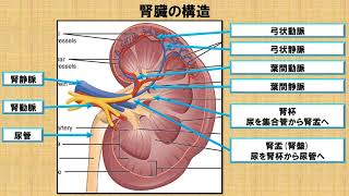 腎臓の解剖学に関する知識！？　～No .64 理学療法士国家試験対策　シリーズ～