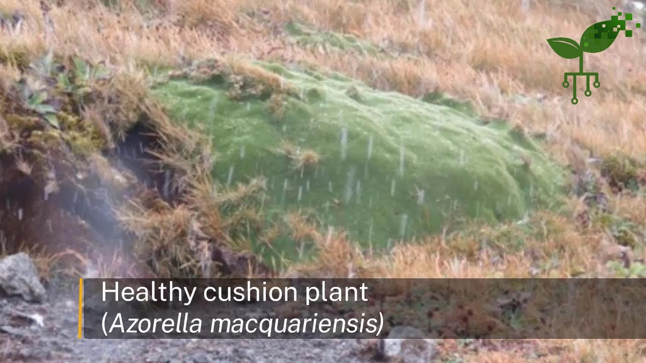 Introduction to Cushion plants on Macquarie Island - Climate & biosphere | Earth Hazards | meriSTEM