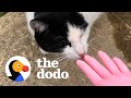 Woman Talks To Stray Cat...And It Works | The Dodo