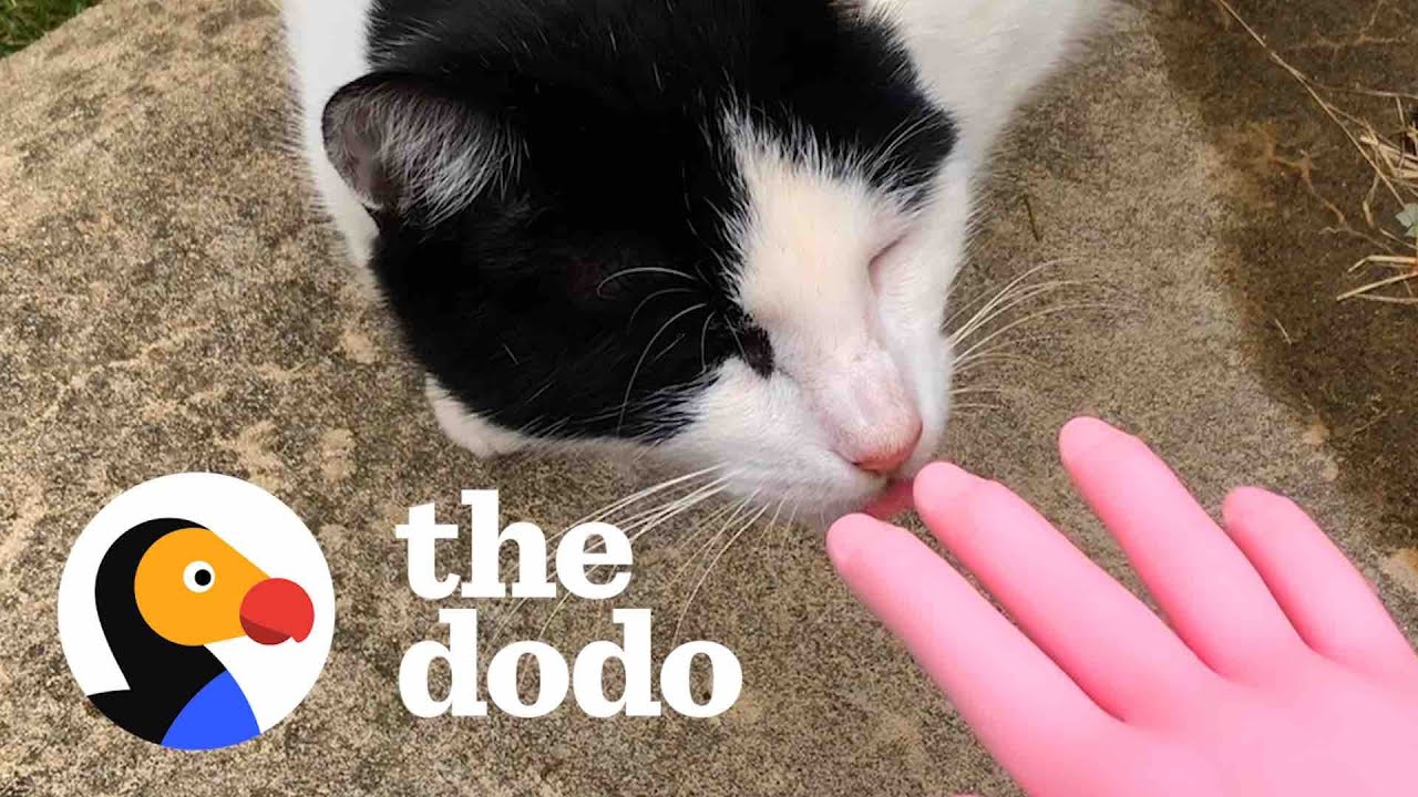 Woman Talks To Stray Cat. And It Works - The Dodo