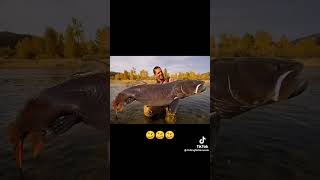 огромный таймень #shorts #таймень #рыбалка