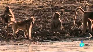 Un Relato De Babuinos