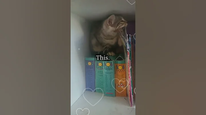 Watch the video about Random Acts of Happiness Bengal Kitten Cuteness #cat #kitten