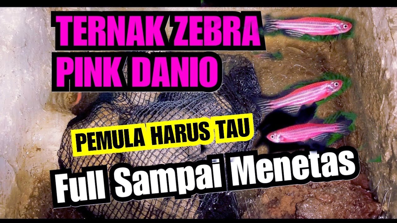 Cara Ternak Ikan Hias Zebra Pink Danio Full Hingga Menetas 