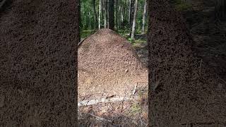 Трудяжки в лесу#муравейник#лесная колония