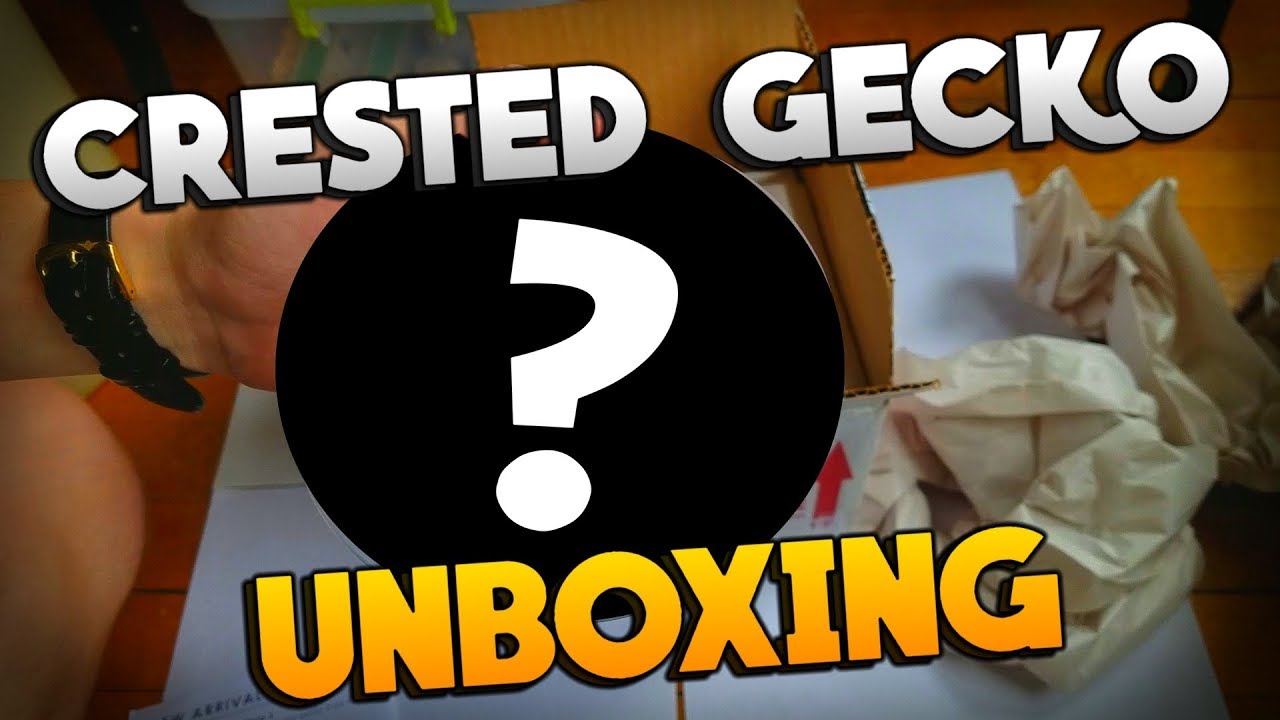 snake oil Unboxing My New Baby Crested Gecko From Pangea Reptiles!