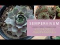 Lo que querías saber de los sempervivums /Cuidados en invierno