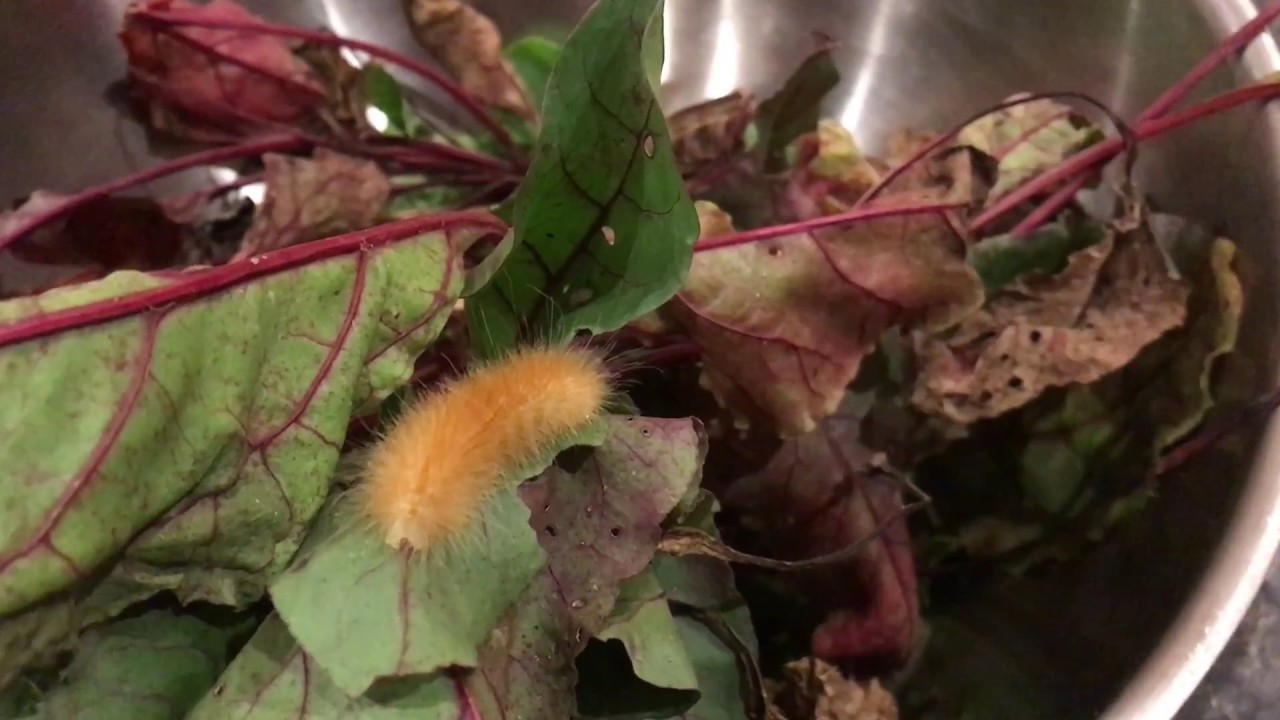 live free armory COMPLETELY yellow woolly bear Catapillar (I think this will be a mild winter?)