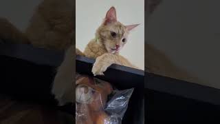 Kittu,Lily and their friends cute compiled moments #kittuandlilysworld #catvideos #cat #gingercat