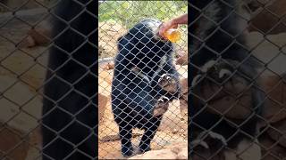 Last Part🥰Of Hampi Trip 2026#funny #trending #shorts