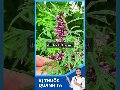Video Cây Ích Mẫu có tác dụng gì  ? #health #chămsócsứckhoẻ #sốngkhỏe - youtube