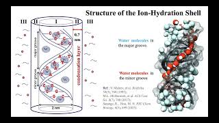 Tetiana Bubon “Modeling of the Structure and Dynamics of the DNA Hydration Shell”