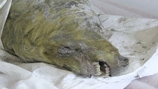 40,000-year-old wolf's head found preserved by ice